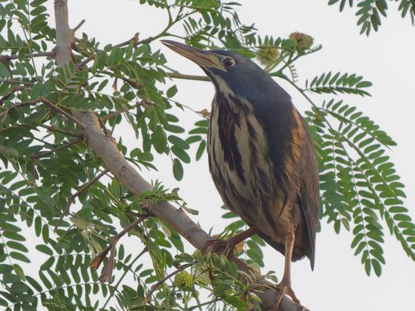 <h3><a href="/trips/gambia/biota/animalia/chordata/aves/015 pelecaniformes/002 ardeidae/ixobrychus sturmii/ixobrychus sturmii-nl.html">Ixobrychus&nbsp;sturmii</a> / Dwarf&nbsp;bittern / Afrikaanse&nbsp;woudaap</h3>OM-1 Mark II met OLYMPUS M.150-400mm F4.5 TC, 1/2500 sec  bij F6.3, ISO 6400, afstand 23.6&nbsp;m